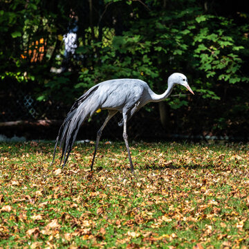 The Blue Crane, Grus paradisea, is an endangered bird