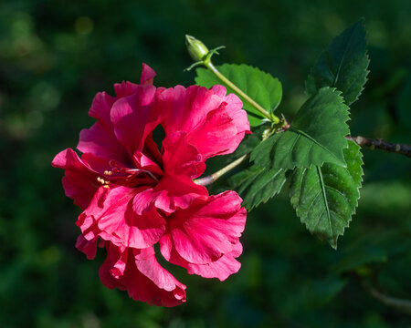 Closeup view of bright dark pink double hibiscus rosa sinensis flower and bud isolated outdoors on natural background
