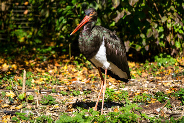 Black stork, Ciconia nigra in a german nature park
