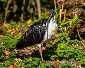 Straw-necked Ibis, Threskiornis spinicollis in the zoo