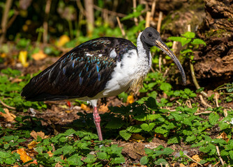 Straw-necked Ibis, Threskiornis spinicollis in the zoo