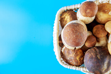 Basket with porcini mushrooms on a blue background.