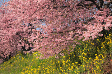 河津桜（みなみの桜）と菜の花