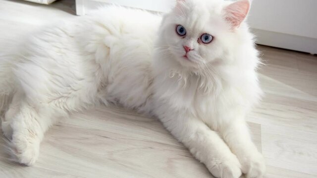 White Persian cat looking at the camera. It's following something with his blue eyes.
