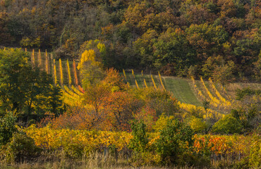 colorful autumn landscape with grapevines and forest