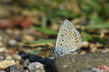 Common Blue or Polyommatus icarus, Small blue butterfly on the ground, natural habitat