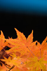 多聞院（埼玉県）の紅葉