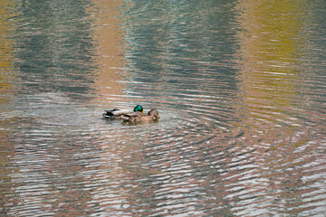 カモのカップル