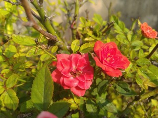 Red Rose Flower 