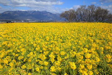 Obraz premium 菜の花畑と比良山