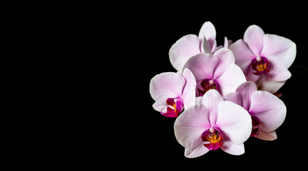 Fototapeta na wymiar Isolated orchid flowers on black background. Home grown colorful Moth Orchid flowers in bloom.