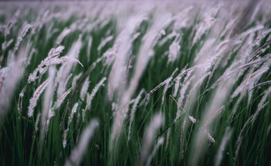White grass flowers in the meadow