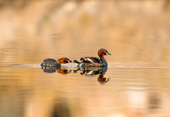 he little grebe Tachybaptus ruficollis , also known as dabchick, is a member of the grebe family of...