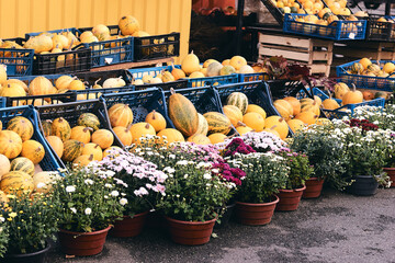 Obraz na płótnie Canvas A lot decorative pumpkins and flowers at farm market. Thanksgiving holiday season and Halloween decor. Autumn harvers, fall natura consept