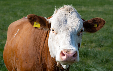 A white and brown calf. Picture from Scania, in southern Sweden