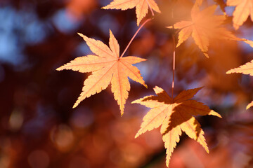 多聞院（埼玉県）の紅葉