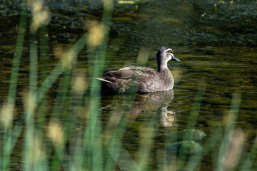Fototapeta premium country goose swimming