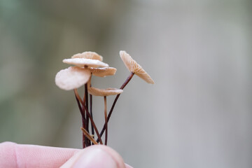 Man's fingers are holding hallucinogenic mushrooms. Mushrooms containing psilocybin. © Sergei