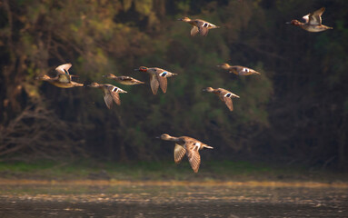 flock of flying ducks. The Eurasian teal, common teal, or Eurasian green-winged teal is a common...