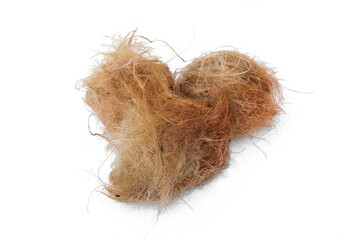 Asian Palmyra palm on white background, Toddy palm, Sugar palm and Cambodian palm.