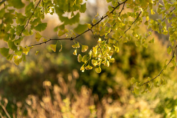 Ginko leaves and branches