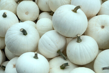 white Moonshine pumpkins at market, Germany