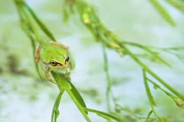 葉っぱにつかまっているカエル（コピースペース）