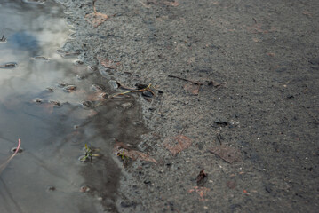 .Falling time in the Russian Federation. Puddles, mud, slush, beautiful.