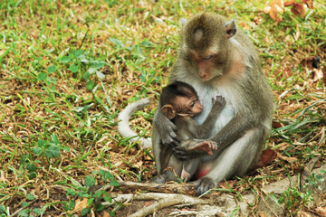 Naklejka na ściany i meble un petit singe dans les bras de sa mère, scène attendrissante