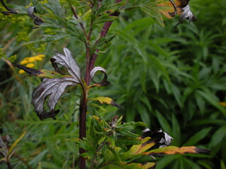 leaf