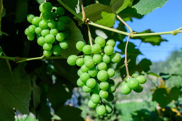 Delicate small fruits and green leaves of grape vine in a sunny summer garden, beautiful outdoor monochrome background photographed with soft focus.