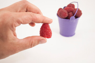 A hand holds a raspberry in the foreground, a small bucket with a large raspberries in the...