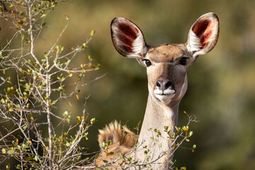 Portrait of a female kudu in Kruger Park in South Africa