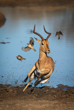 Vertical portrait of a male impala leaping out of muddy edge of water in Kruger Park in South Africa