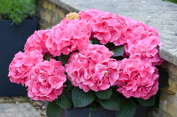 Magenta pink hydrangea macrophylla or hortensia shrub in full bloom in a flower pot, with fresh green leaves in the background, in a garden in a sunny summer day, beautiful outdoor floral background.