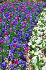 チューリップとパンジーと桜の花びら