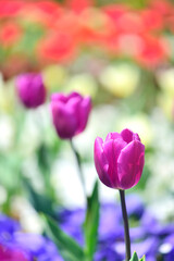 チューリップとパンジーと桜の花びら