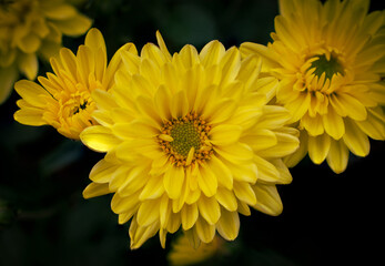 yellow chrysanthemum flowers