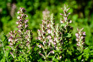 Many small white flowers of Acanthus mollis plant, commonly known as bear's breeches, sea dock, bearsfoot or oyster plant in s sunny summer  garden.