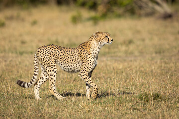 Fototapeta na wymiar Cheetah walking in Masai Mara in Kenya