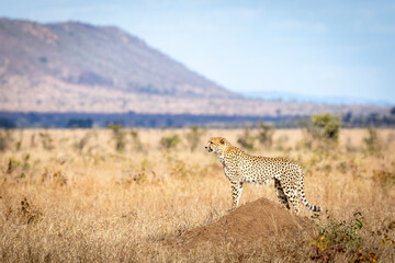 Adult cheetah standing on a small termite mound in Kruger Park in South Africa