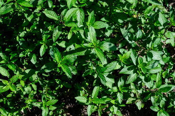 Fresh green peppermint or mentha × piperita, also known as Mentha balsamea leaves in direct sunlight, in an organic herbs garden, in a sunny summer day. © Cristina Ionescu