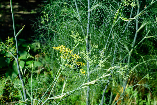 Close up of many green flowers of anise plant, also known as aniseed or anix in a herbs garden in a sunny summer day, background photographed with soft focus.
