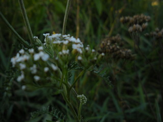 grass and flowers