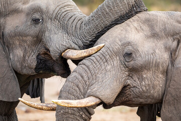 Close up on two elephants greeting each other in Kruger Park in South Africa