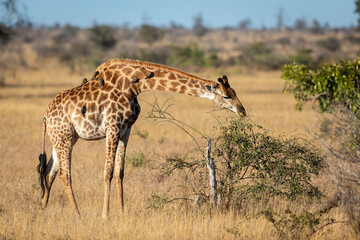 Naklejka na ściany i meble Adult female giraffe eating from a bush in Kruger Park in South Africa