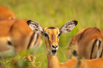 A female impala (Aepyceros melampus) looking alert, Lake Mburo National Park, Uganda.	