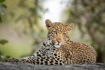 Horizontal portrait of a leopard lying on rock in Kruger Park in South Africa