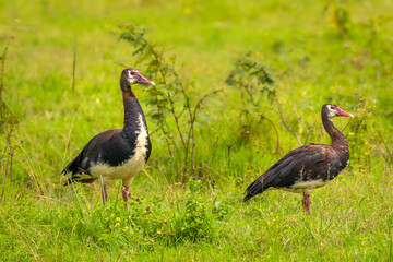 A pair of spur-winged Goose (Plectropterus gambensis), Lake Mburo National Park, Uganda.	

