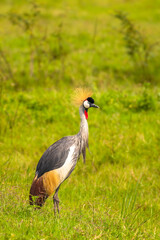 Portrait of Grey crowned crane ( Balearica regulorum), african bird with crown of stiff golden feathers, Lake Mburo National Park, Uganda.	
